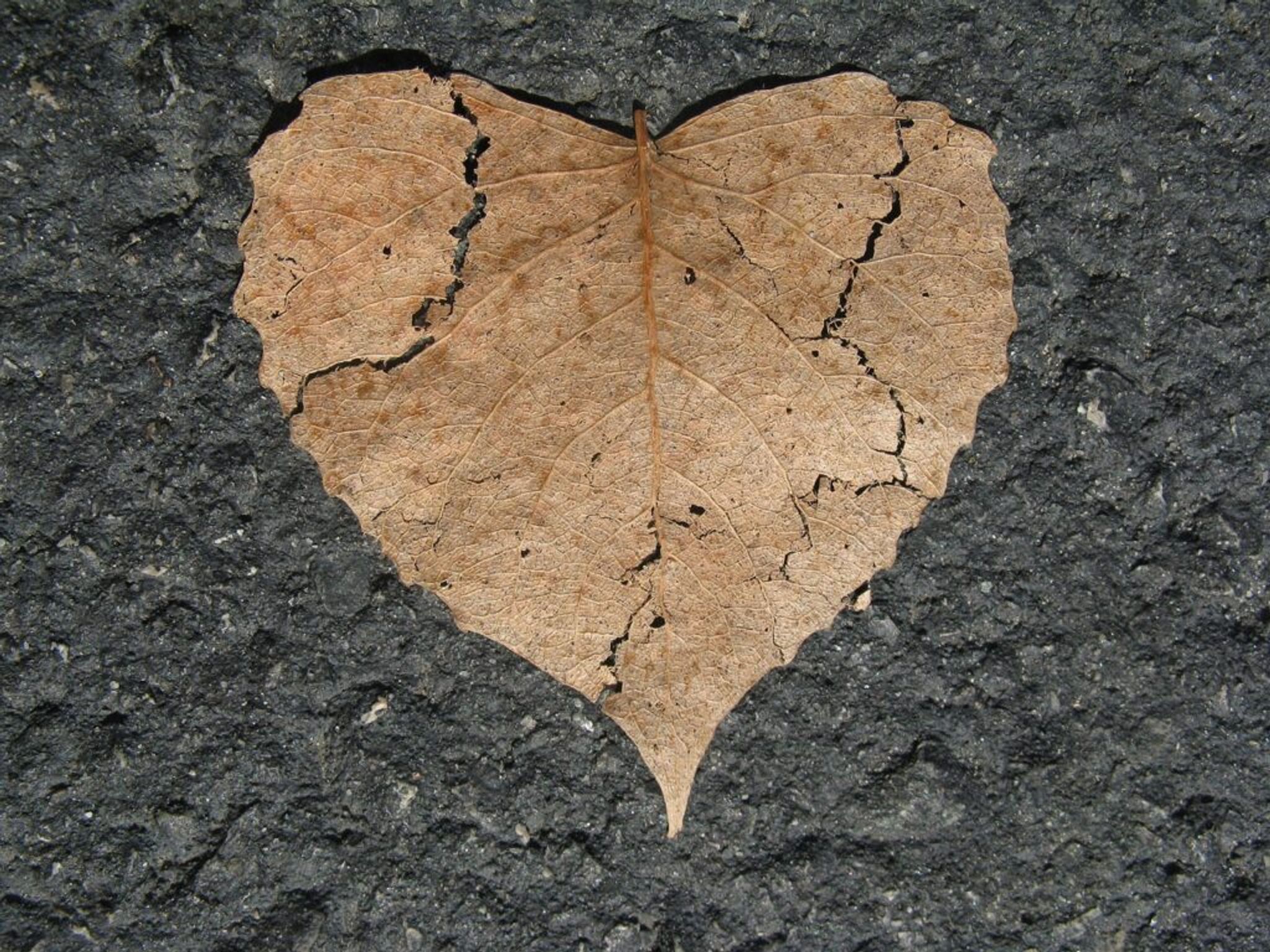 heart-shaped leaf